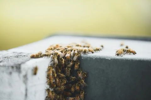 A swarm of bees on concrete Stock Photos