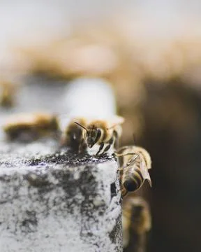 A swarm of bees on concrete Stock Photos