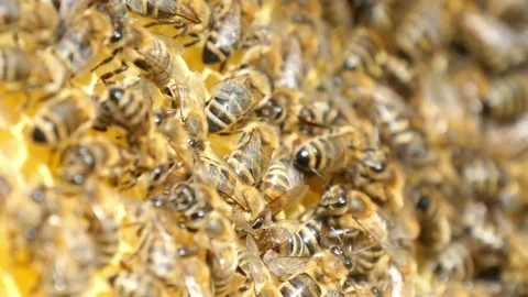 A swarm of bees crawl over theit beemother in a beehive in summer. Vídeo Stock 83667163