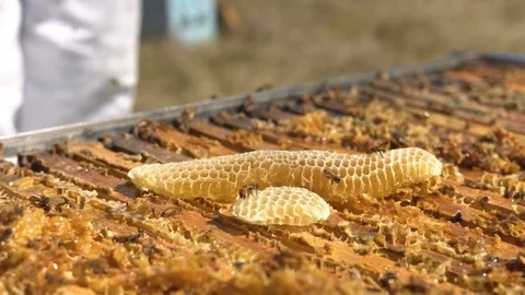Swarm of Bees Crawling on Beehive and Honeycomb with Beekeper in Background. Stock Footage 85269913