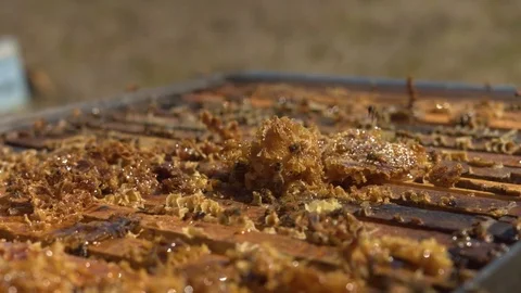 Swarm of Bees Crawling on Beehive and Honeycomb. Close Up with Camera move Stock Footage 85269949