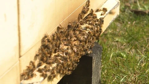Swarm of Bees Crawling on Beehive. Close up. Stock Footage 85269648