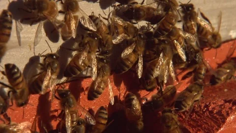 Swarm of Bees Crawling on Beehive. Close up. Stock Footage 85270716