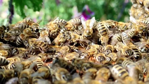Swarm of Bees Crawling in a Beehive Video stock 310057738