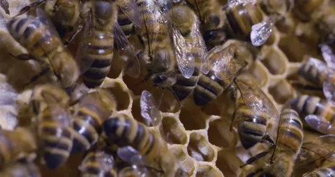 A swarm of bees crawling on a honeycomb, macro shot in 4k. A colony of bees 動画素材 140036859
