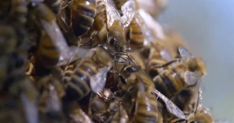 A swarm of bees crawling on a honeycomb, macro shot in 4k. A colony of bees Stock Footage 140036891