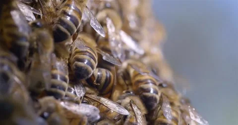 A swarm of bees crawling on a honeycomb, macro shot in 4k. A colony of bees Stock Footage 140036917