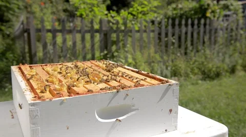 A swarm of bees crawling on an open hive. Stock Footage 58882502