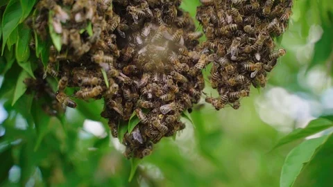 Swarm of bees. Creating a new bee colony on a tree branch. Slow motion Stock Footage 113542721