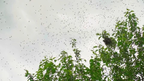 Swarm of bees. Creating a new bee colony on a tree branch. Slow motion Stock-Footage 113543339