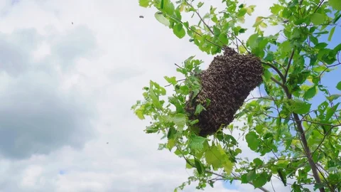 Swarm of bees. Creating a new bee colony on a tree branch. 4K Stock Footage 113543600