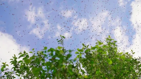 Swarm of bees. Creating a new bee colony on a tree branch. Slow motion Vidéo 114130809