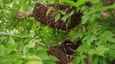 Swarm of bees. Creating a new bee colony on a tree branch. 4K Stockbeeldmateriaal 114544720