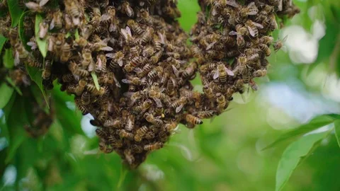 Swarm of bees. Creating a new bee colony on a tree branch. Slow motion Видео 114546893