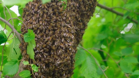 Swarm of bees. Creating a new bee colony on a tree branch. 4K Stock-Footage 114567475