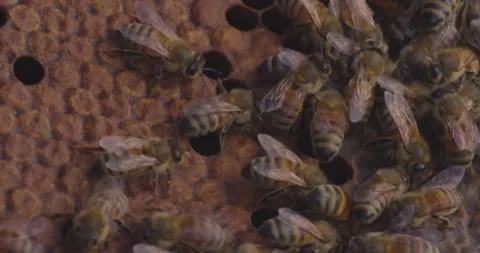 Swarm of Bees Crowding Honeycomb Cells Inside Hive in macro organized chaos Stock Footage 320613917