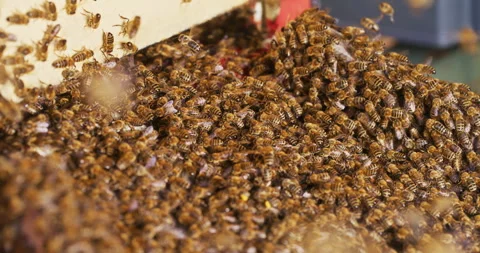 Swarm of Bees Entering the Hive Stock Footage 275580778