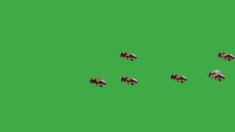 Swarm of bees flies on a green screen. slow motion Stock Footage 316916611