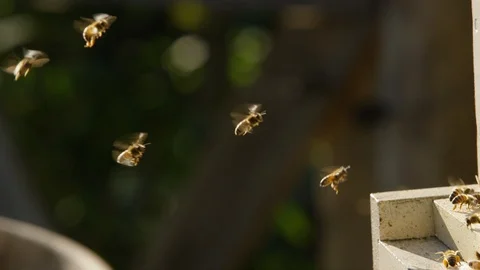 Swarm of bees flies hovering around a beehive Stock Footage 103789184