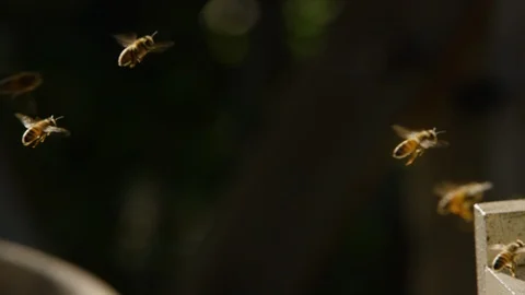 Swarm of bees flies hovering around a beehive Stock Footage 103790047