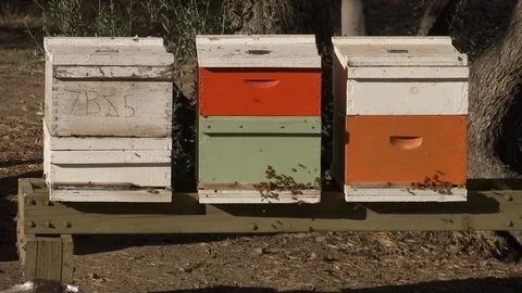 Swarm of bees fly to beehive Stock Footage 100172352