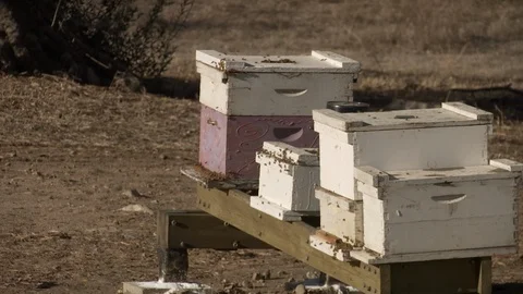 Swarm of bees fly to beehive Video stock 100172354