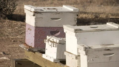 Swarm of bees fly to beehive Video stock 100172363