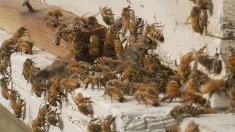 Swarm of bees fly to beehive Video stock 100172563