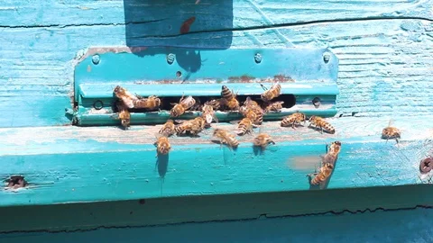 Swarm of bees fly into a green hive with nectar on its paws. Stock Footage 128991464
