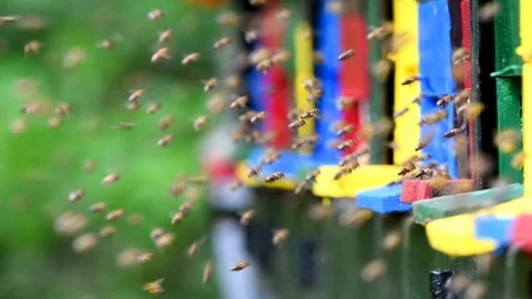 Swarm of bees flying around beehive Stock Footage 89218307