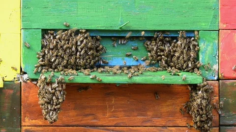 Swarm of bees flying around beehive Stock Footage 90349037