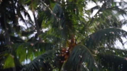 Swarm of bees flying on a palm tree background. Video stock 122909978
