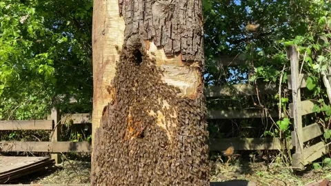 Swarm of bees follow their Queen into new hollow log home Stock Footage