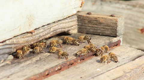 Swarm of Bees Stock Footage 31404490