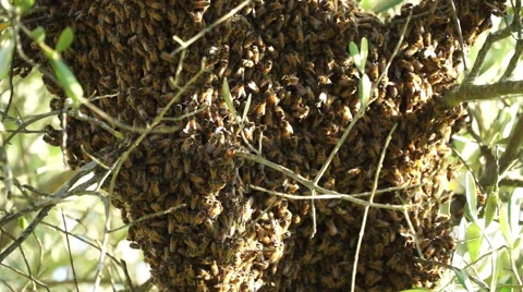 Swarm of Bees Stock Footage 46713384