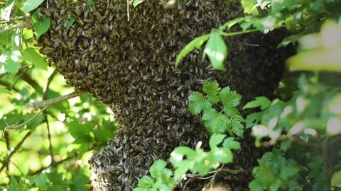 Swarm of bees Stock Footage 76970734
