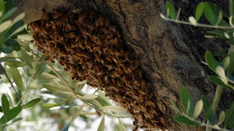 Swarm of Bees Stock Footage 78081185