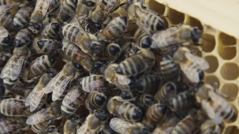 Swarm of bees Vídeos de archivo 84757407