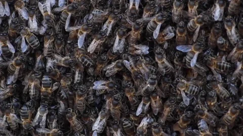 Swarm of bees Stock Footage 135444082