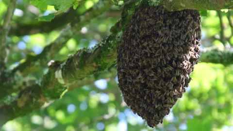 Swarm of bees Stock Footage 166233291