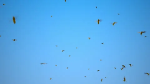 Swarm of Bees Stock Footage 167387249