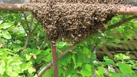 Swarm of bees Stock Footage 246146782
