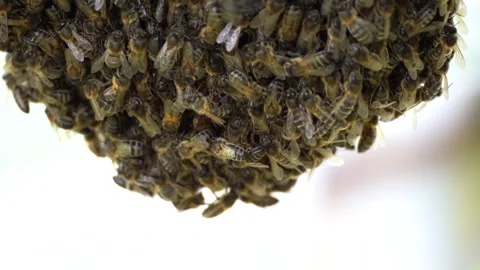 Swarm of Bees 스톡 동영상 284772552