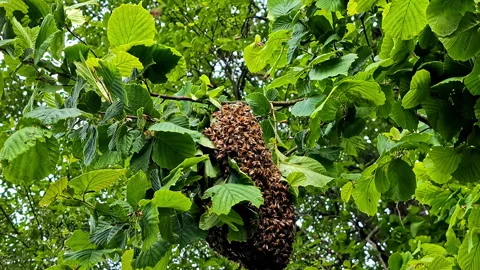 A swarm of bees. Stock Footage 313904168