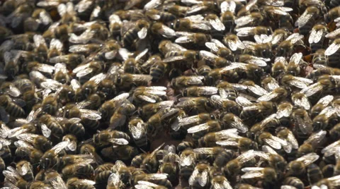 Swarm of bees on the frame, close up by Pakito. Stock Footage 65993429