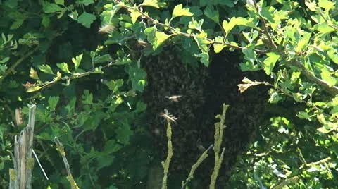 Swarm of bees in hawthorn tree, cluster hanging off of a tree branch Stock Footage 22239092