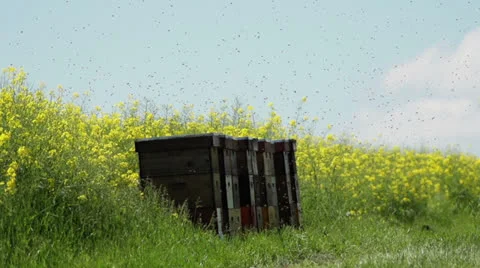 Swarm of bees on the hive Stock Footage 24577388