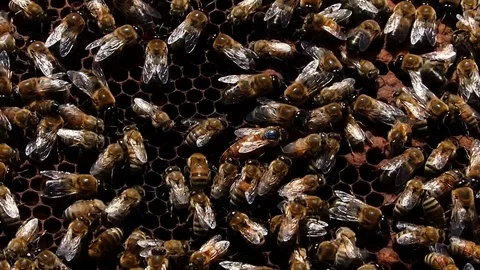 Swarm of bees in the hive Stock Footage