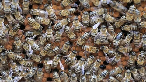 Swarm of bees in the hive Video stock 86859064