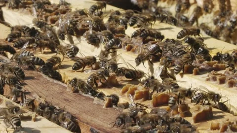 Swarm of bees in a hive Stock-Footage 151808922